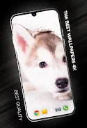 Puppies Wallpapers in 4K应用截图第0张