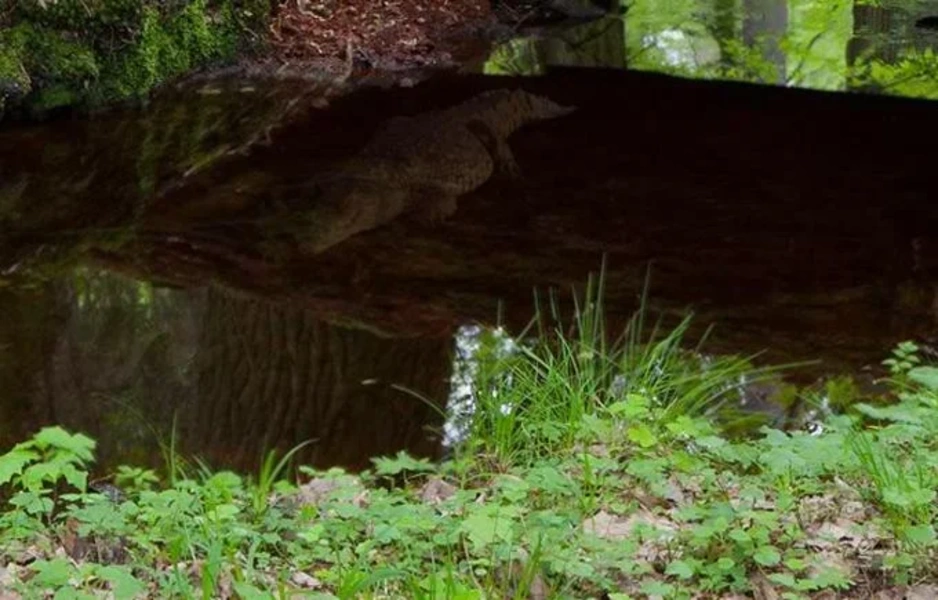 Abandoned Forest Treasure Escape Schermafbeelding 0