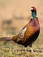 Pheasant sounds 螢幕截圖 0