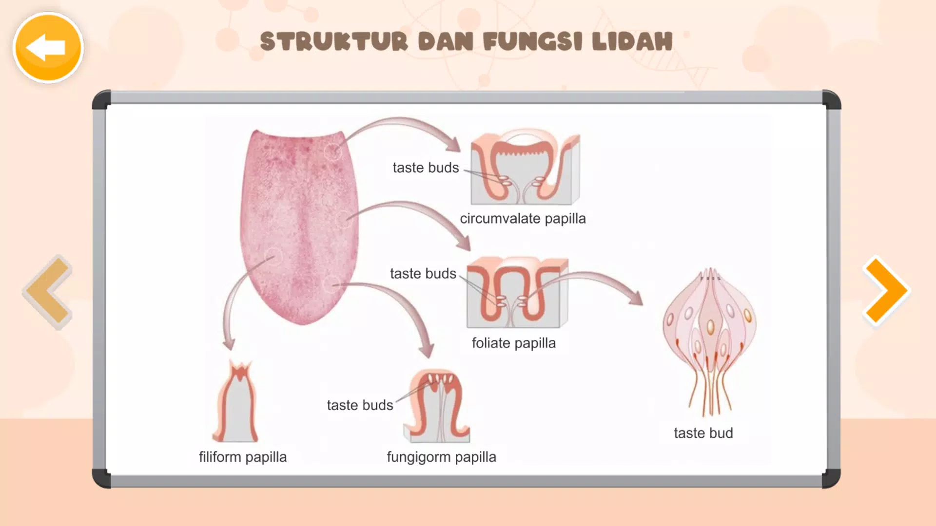 Sistem Indra Manusia 螢幕截圖 3