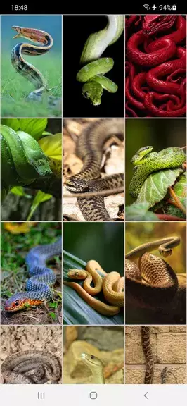 Snake Wallpapers Schermafbeelding 1