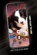 Puppies Wallpapers in 4K应用截图第1张