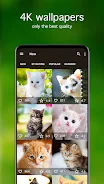 Kitten Wallpapers 4K 스크린샷 1