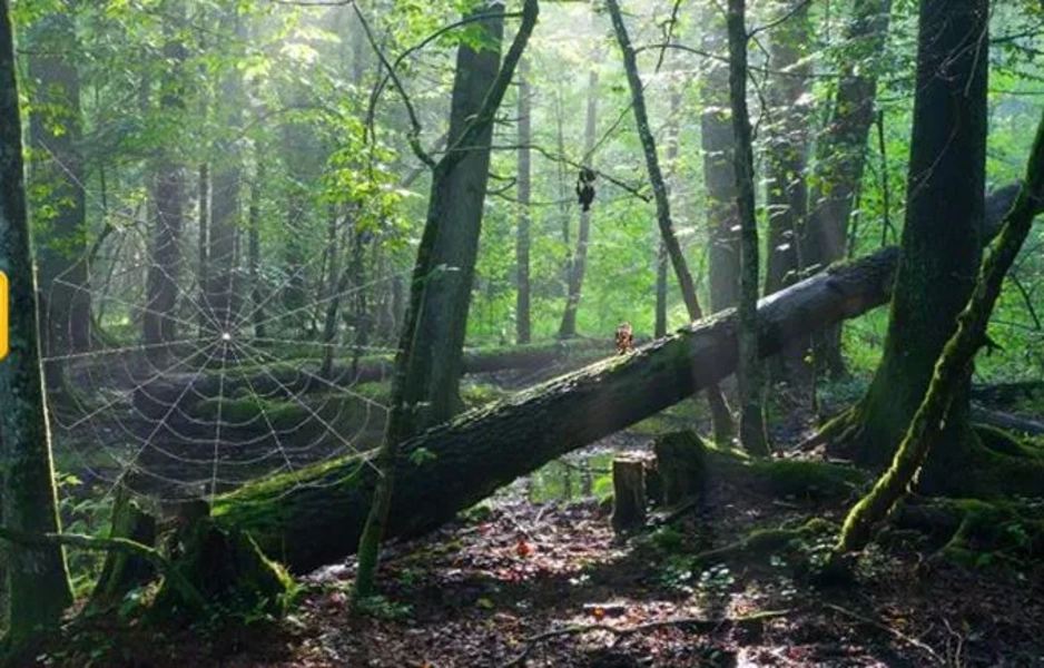 Abandoned Forest Treasure Escape Capture d'écran 3