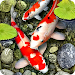 Koi Fisch Live Hintergrund