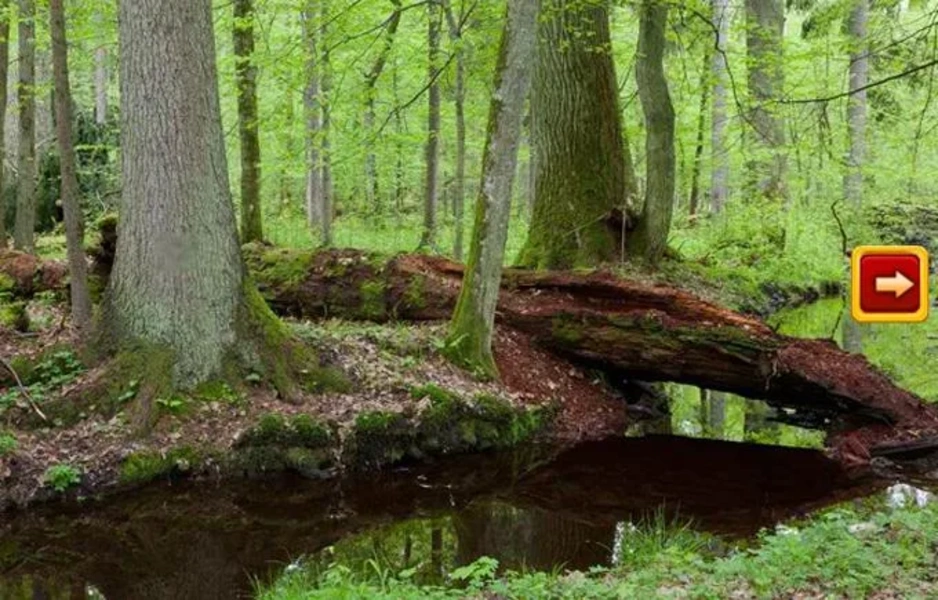 Abandoned Forest Treasure Escape Capture d'écran 1